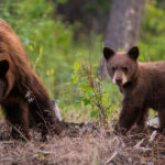 Acuity Advantage tips for wildlife-proofing your home