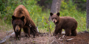 Acuity Advantage tips for wildlife-proofing your home