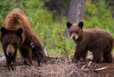 Acuity Advantage tips for wildlife-proofing your home