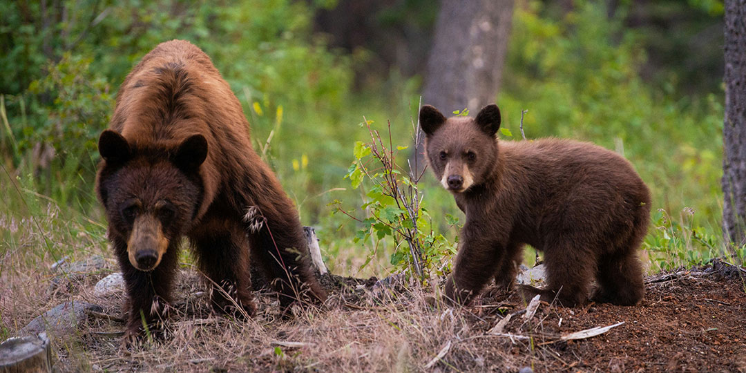 Acuity Advantage tips for wildlife-proofing your home